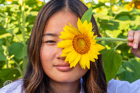Sunflowers-M&K-08