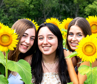 Sunflower2Zoom
