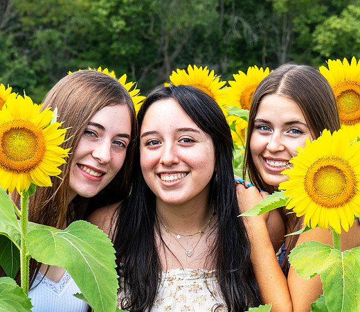 Sunflower2Zoom