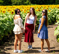 Sunflower Patch 8-15-23