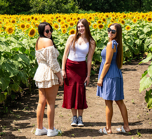 Sunflower1