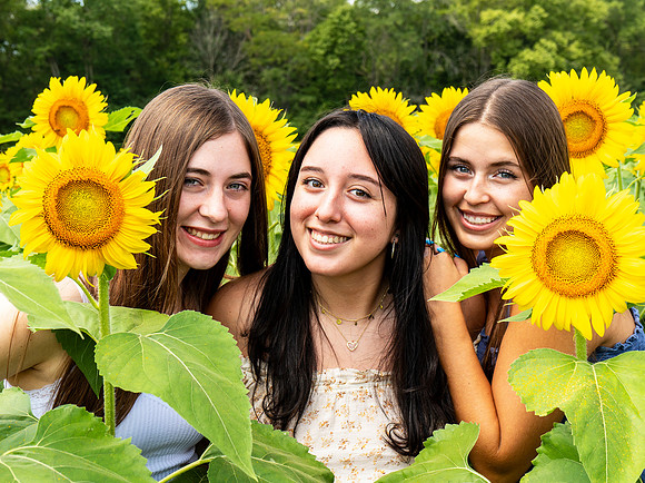 Sunflower3