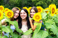 Sunflower2