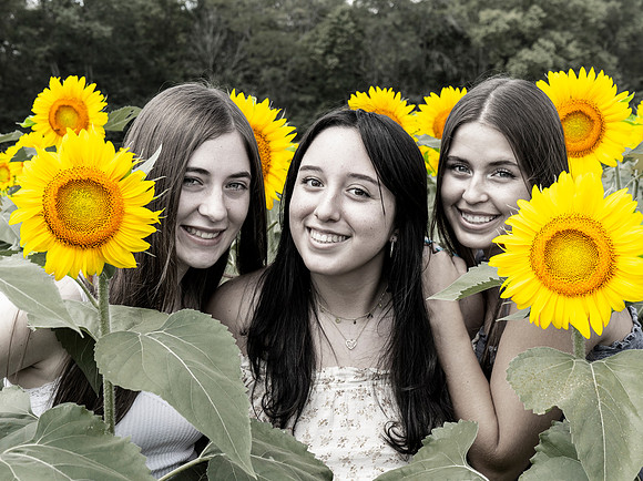 Sunflower3Hybrid