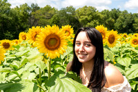 Sunflower8