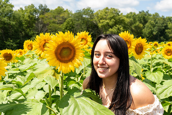 Sunflower8