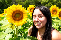 Sunflower5
