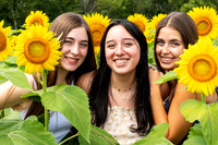 Sunflower4
