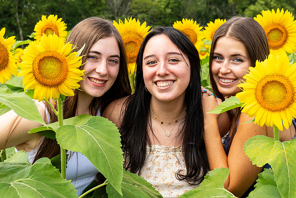 Sunflower4