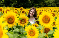 Sunflower12Zoom