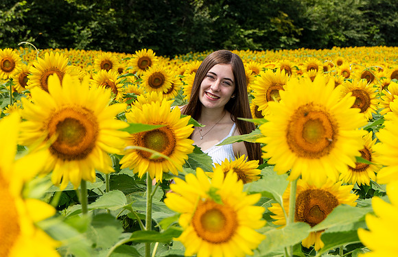 Sunflower12Zoom