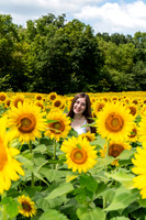 Sunflower12