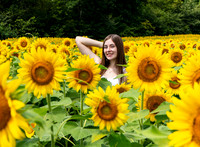 Sunflower13