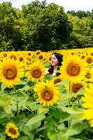 Sunflower14