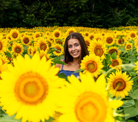 Sunflower15Zoom