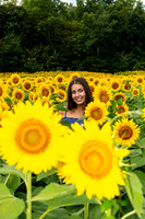 Sunflower15