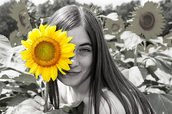 Sunflower17Hybrid