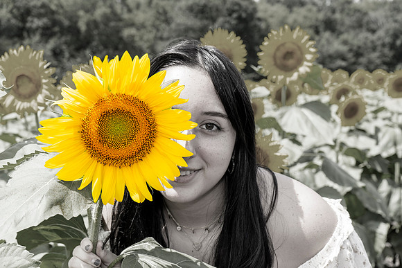 Sunflower18Hybrid