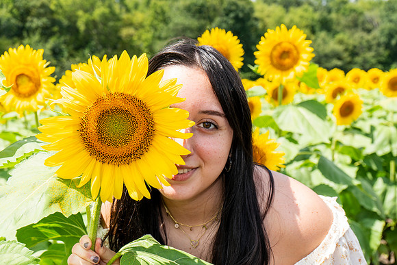 Sunflower18