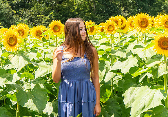 Sunflower24