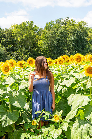 Sunflower23