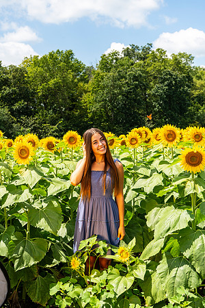 Sunflower29