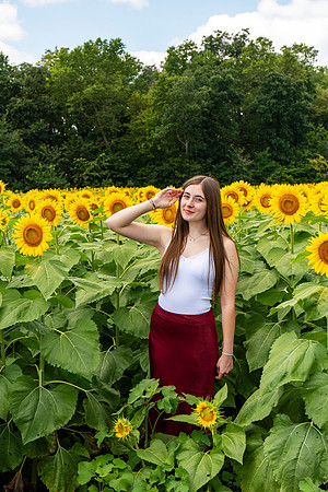Sunflower31