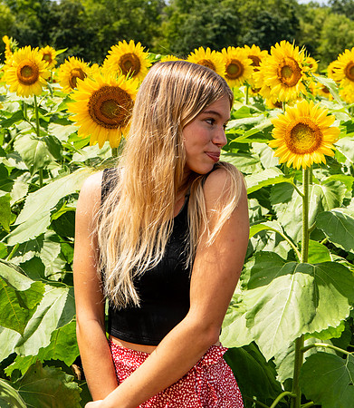 Sunflower50