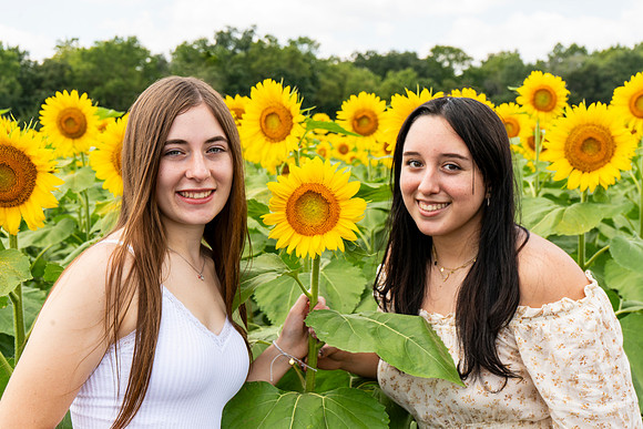 Sunflower52