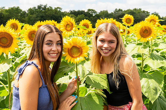 Sunflower53
