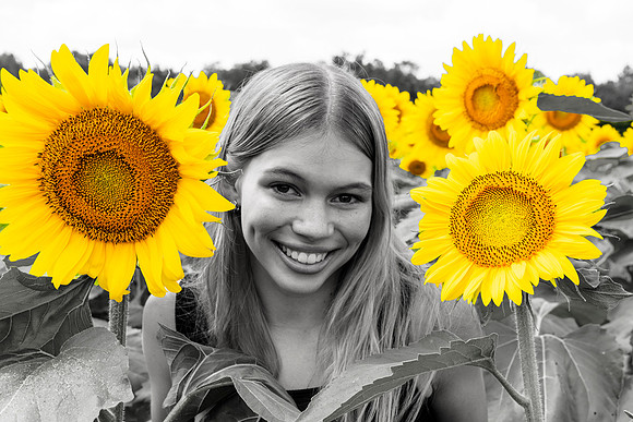 Sunflower63Hybrid