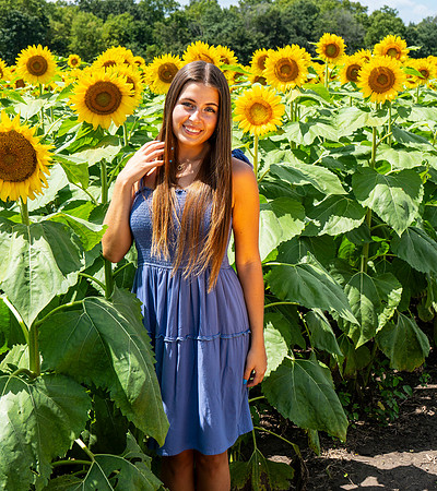Sunflower75
