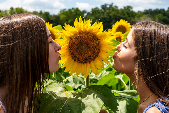Sunflower85