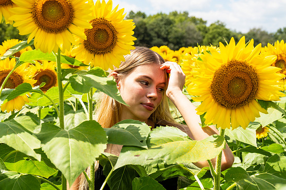 Sunflower93