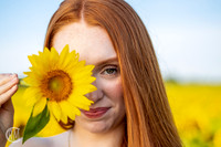 Sunflowers-M&K-14