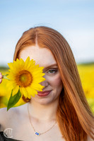 Sunflowers-M&K-12